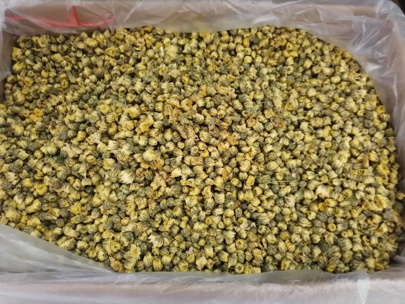 厂家直销优质胎菊散装批发菊花茶产地直供花草茶花果茶甘菊花