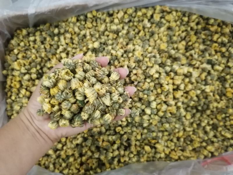 厂家直销优质胎菊散装批发菊花茶产地直供花草茶花果茶甘菊花