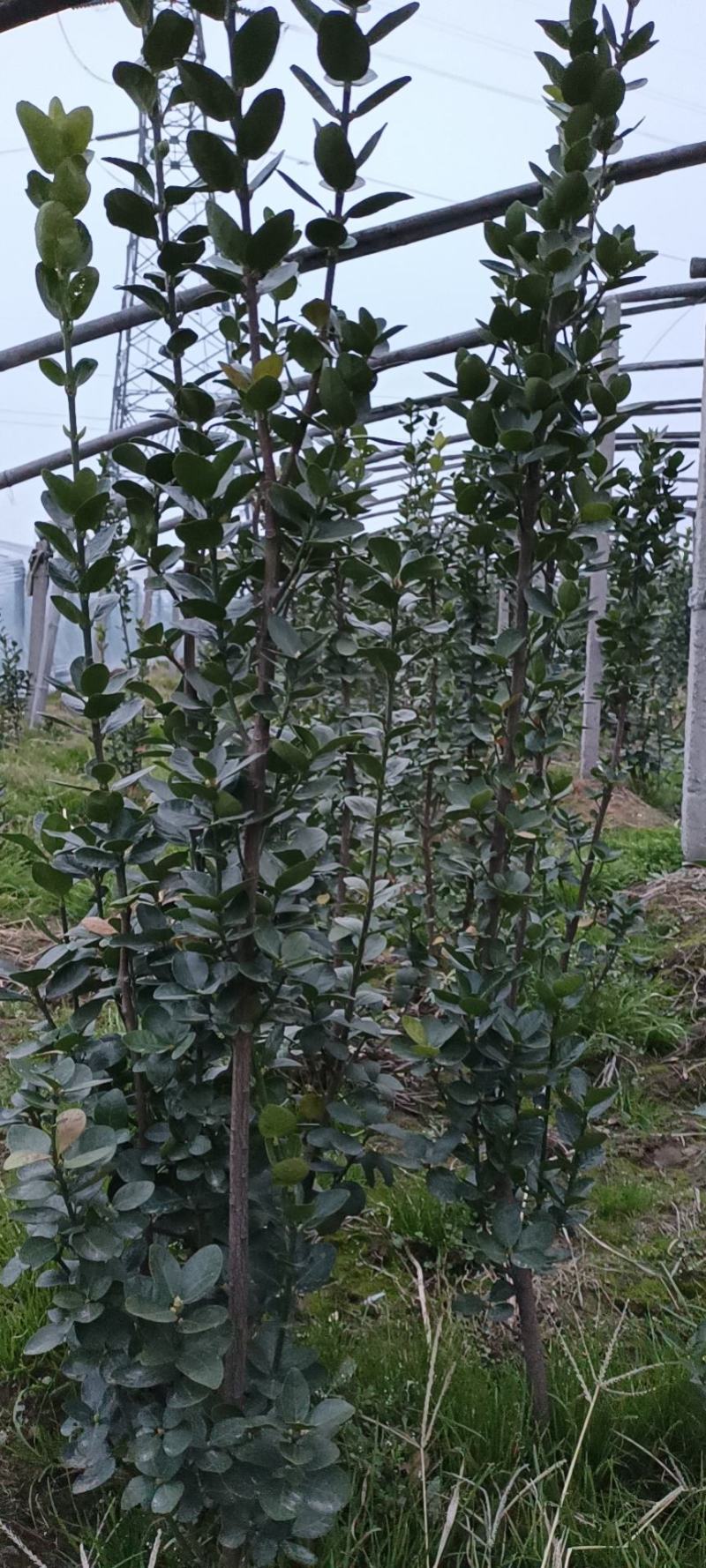 北海道黄杨，绿篱推荐品种，四级长青，抗寒抗旱