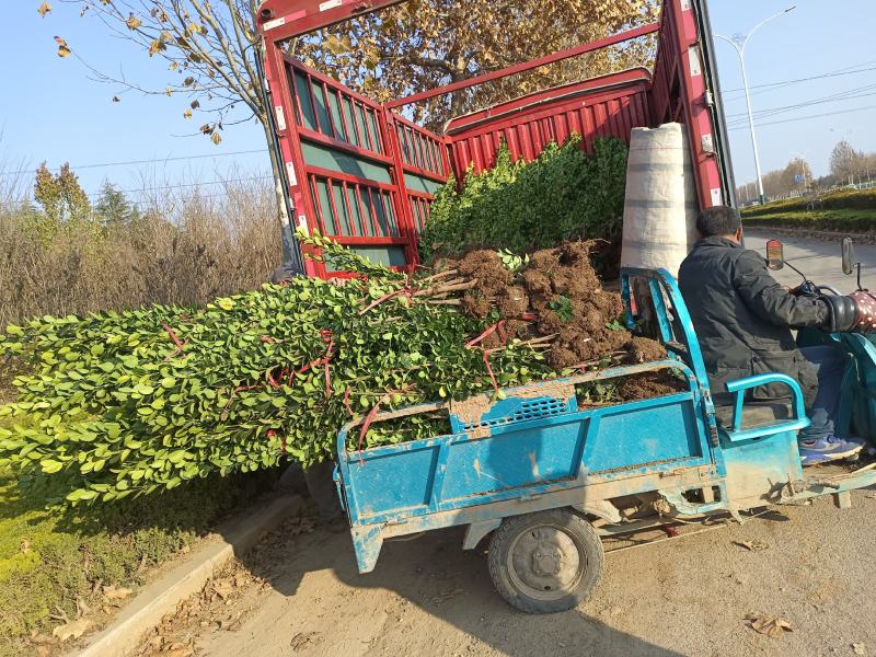北海道黄杨，绿篱推荐品种，四级长青，抗寒抗旱