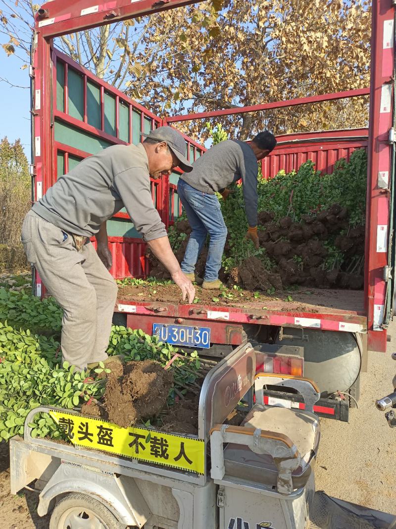 北海道黄杨，绿篱推荐品种，四级长青，抗寒抗旱