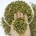 小胎菊米散装胎菊米菊花茶花果茶花草茶小胎米厂家直销