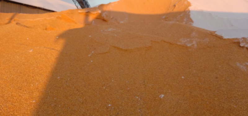 东北吉林玉米干粮湿粮烘干粮适合加工.养殖户全国发货规袋装