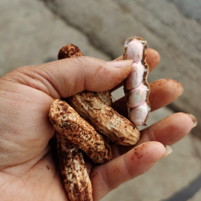 云南花生，小白米大量上市中。欢迎咨询了解。