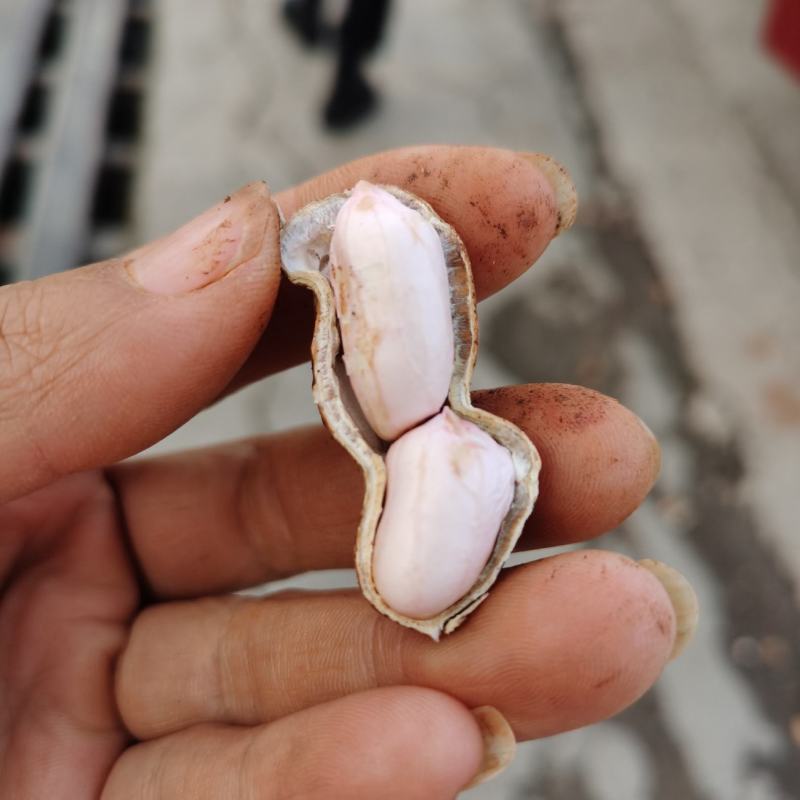 云南花生，小白米大量上市中。欢迎咨询了解。