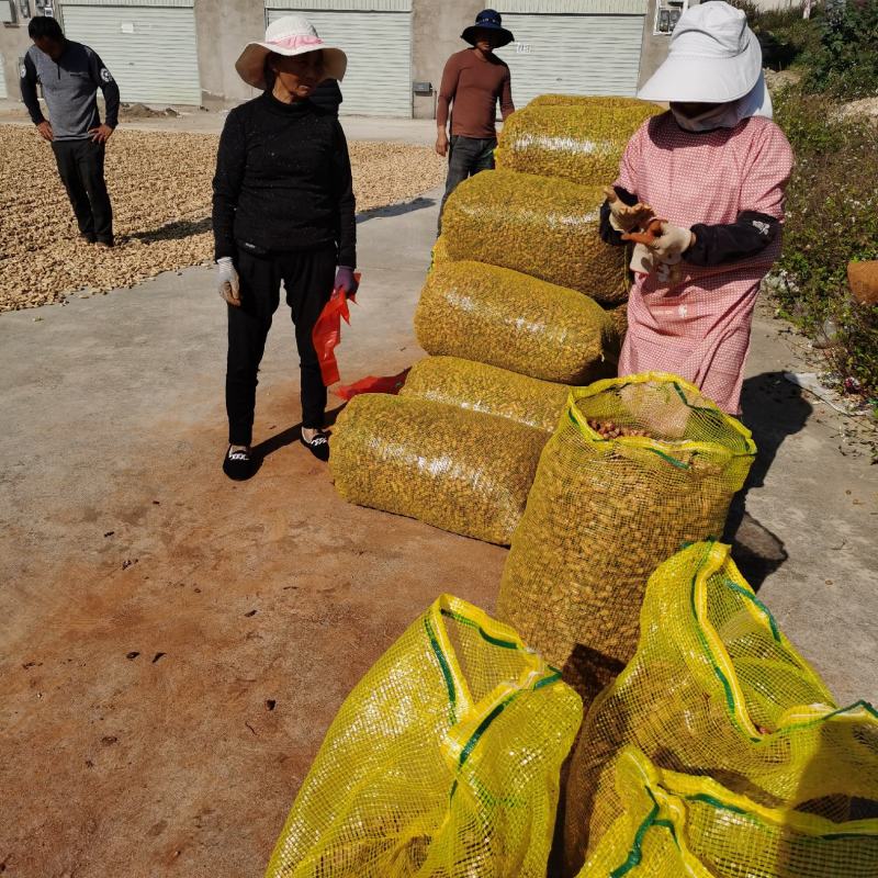 云南花生，小白米大量上市中。欢迎咨询了解。