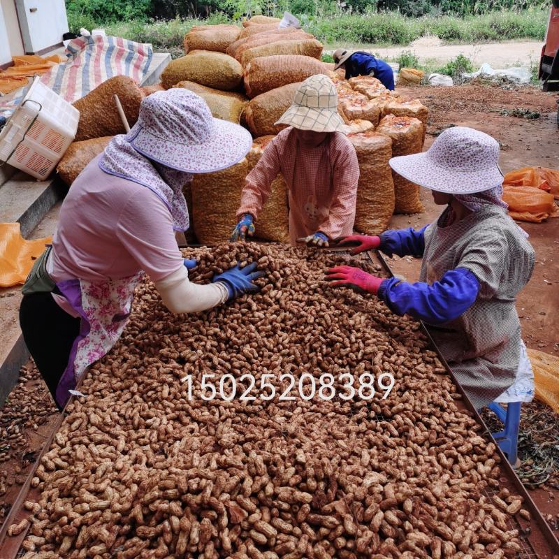 云南花生，小白米大量上市中。欢迎咨询了解。