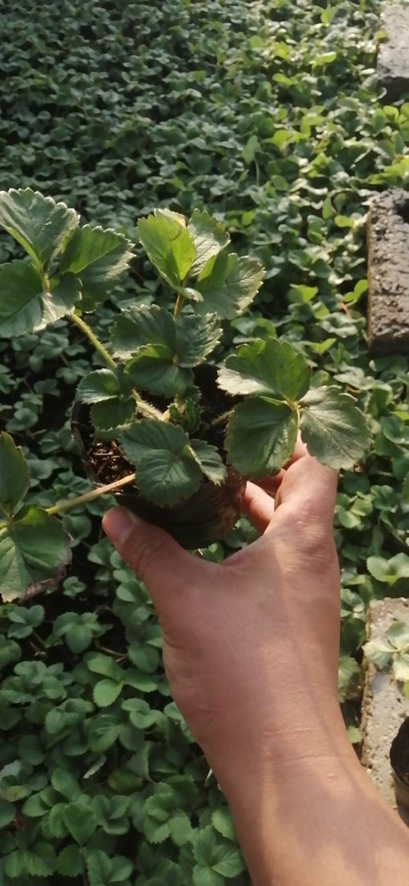 草莓苗盆栽，品种多样化，摆摊练摊，阳台种植都可以，包成活