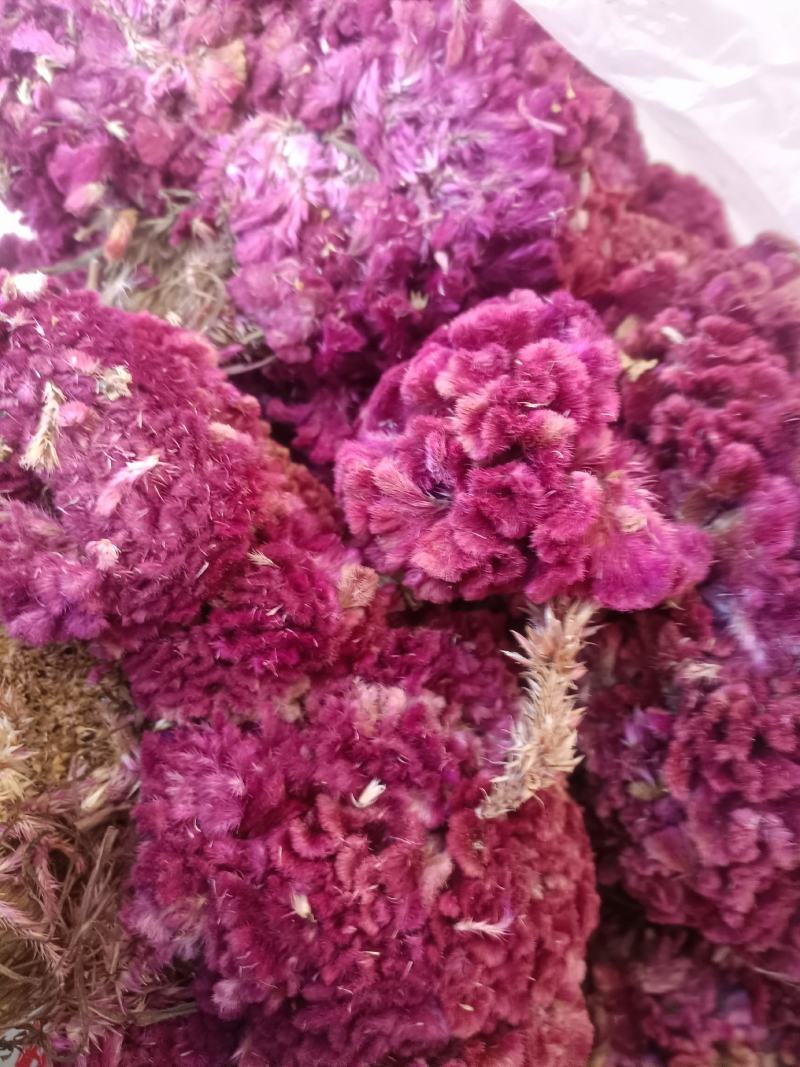 鸡冠花干货做药材做种一一一批发零售一手货源产地直发