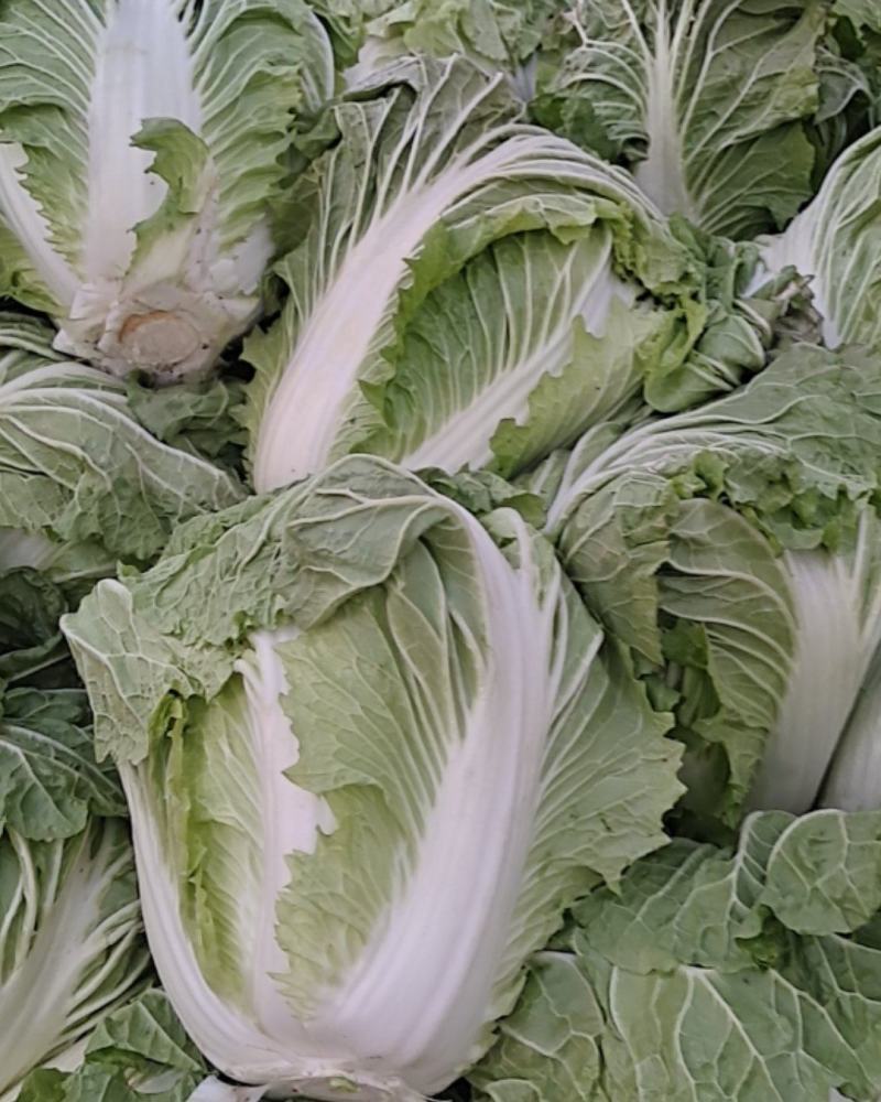 淮阳精品大白菜秦白2号新乡小包入库发市场齐全