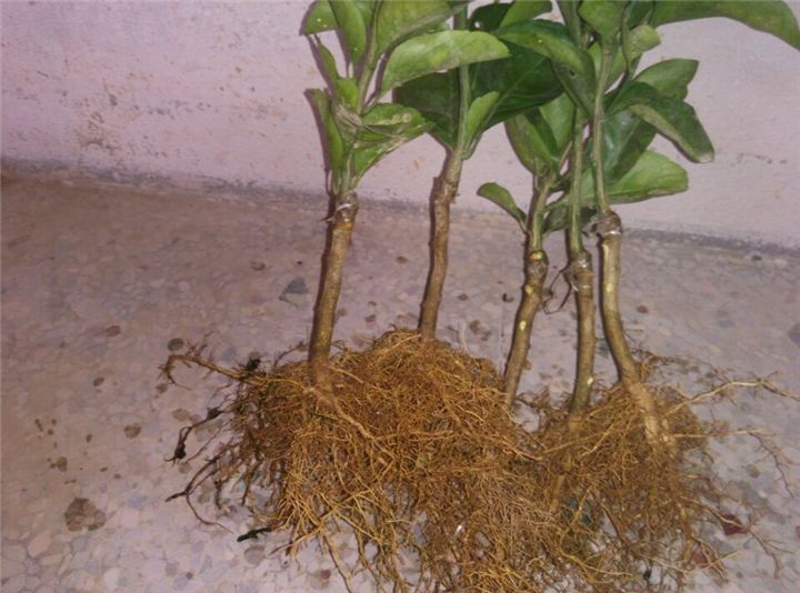 沙糖桔根腐病植株根系腐烂特写