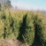 塔柏精品定值塔柏陕西苗木种植基地规格齐全包成活