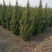 塔柏精品定值塔柏陕西苗木种植基地规格齐全包成活