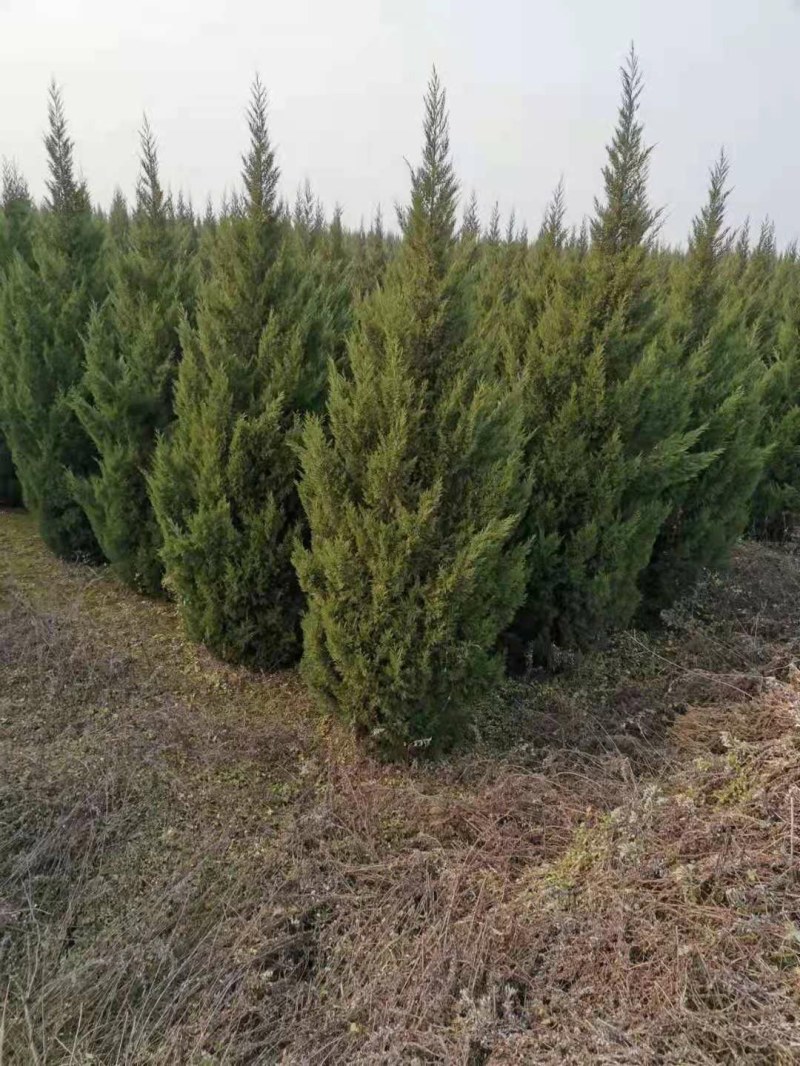 塔柏精品定值塔柏陕西苗木种植基地规格齐全包成活