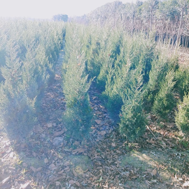 塔柏精品定值塔柏陕西苗木种植基地规格齐全包成活