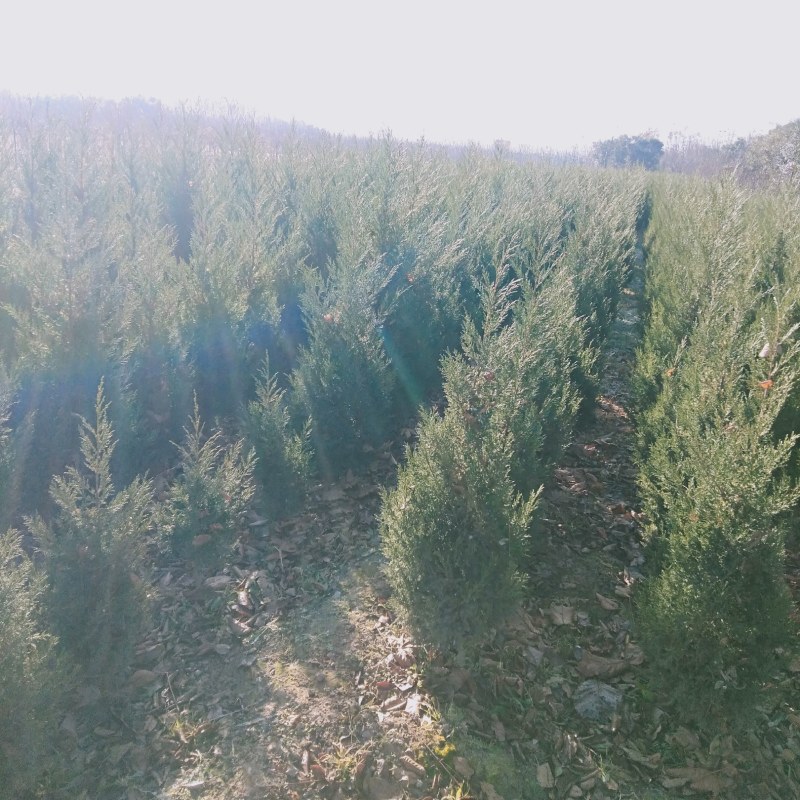 塔柏精品定值塔柏陕西苗木种植基地规格齐全包成活