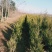 塔柏精品定值塔柏陕西苗木种植基地规格齐全包成活