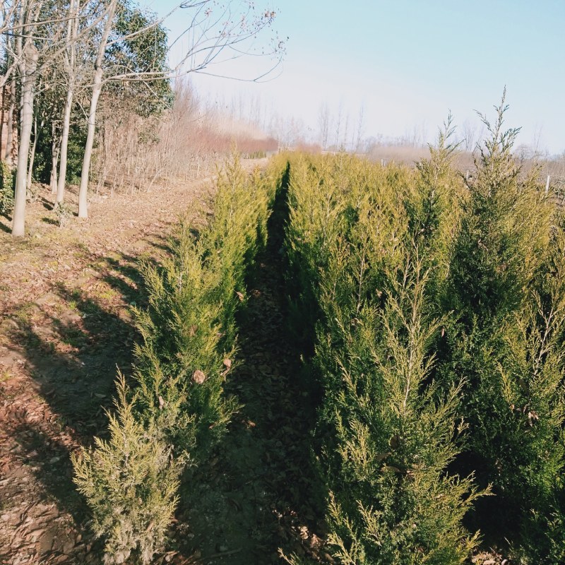 塔柏精品定值塔柏陕西苗木种植基地规格齐全包成活