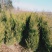塔柏精品定值塔柏陕西苗木种植基地规格齐全包成活