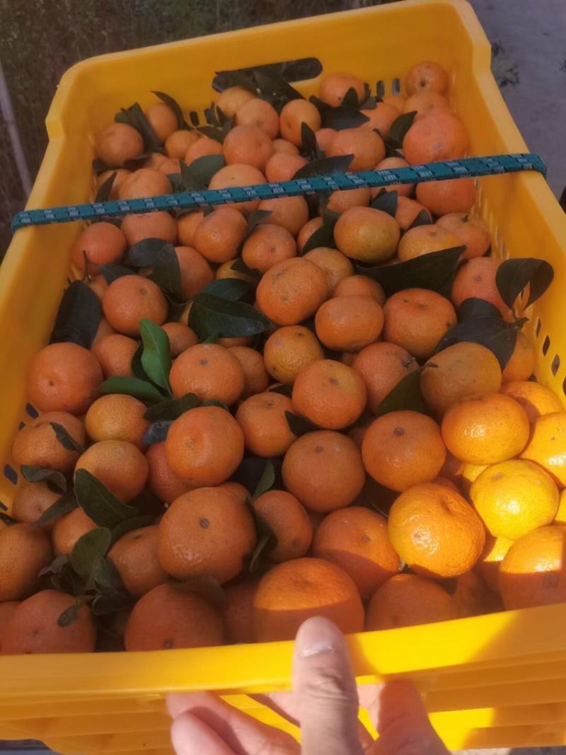 广西梧州沙糖桔