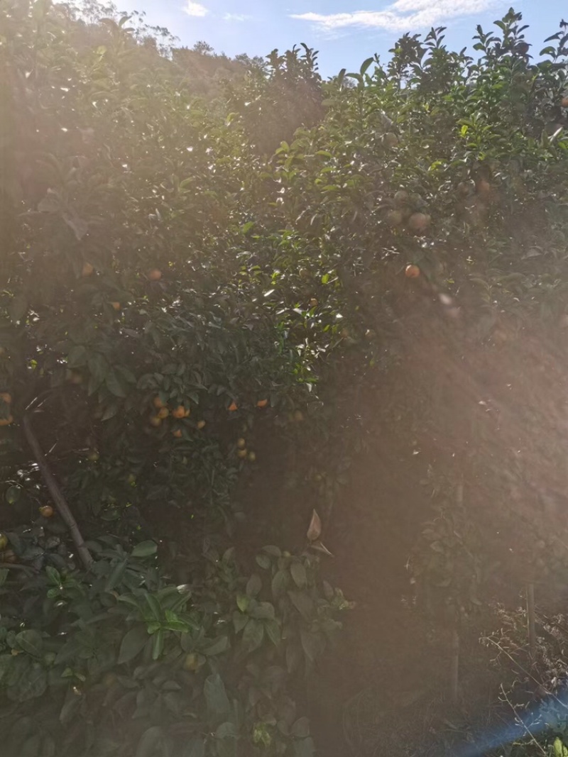 广西梧州沙糖桔