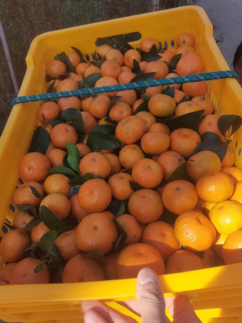 广西梧州沙糖桔