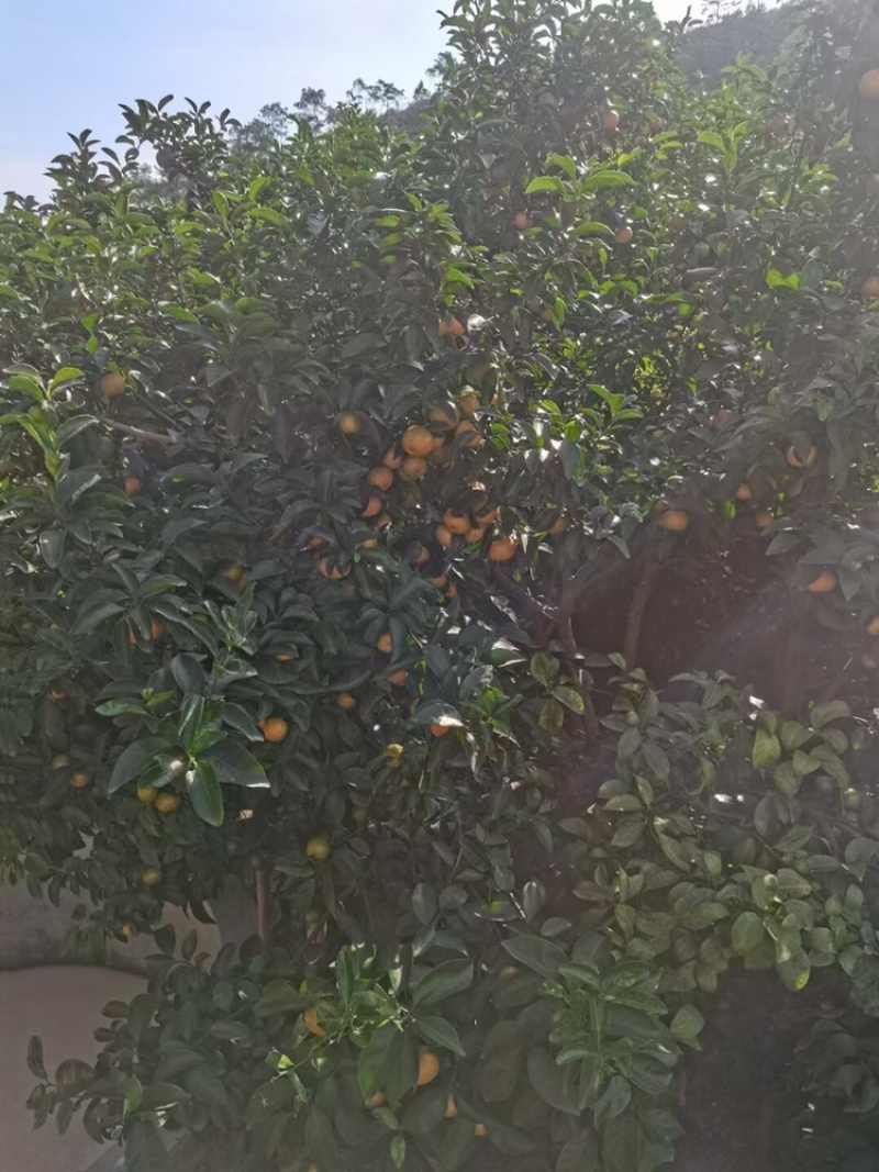 广西梧州沙糖桔