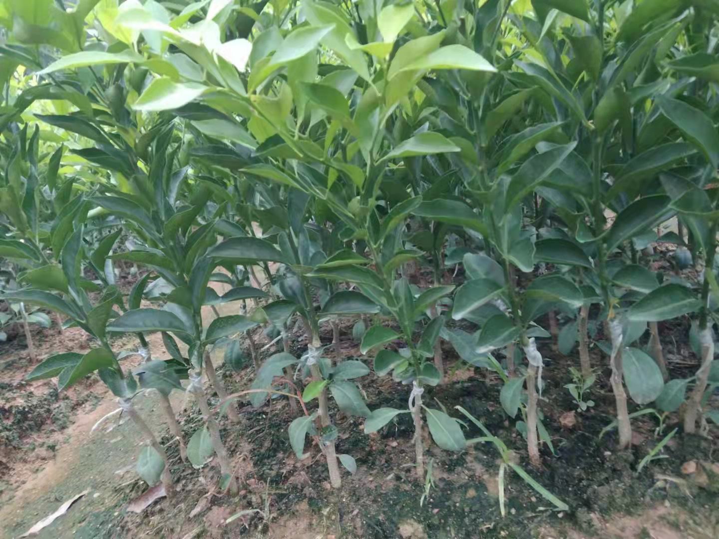无人机俯拍新会核心产区:春季蜜橘挂果期实景,低矮茂密的茶枝柑树成片分布,果实青翠饱满,表皮覆薄层天然蜡质,背景为岭南丘陵地貌与蓝天,体现‘道地蜜橘’地理标志属性 新会蜜橘果园航拍:连绵丘陵上整齐柑树绿意盎然,枝头缀满青绿色小果,在阳光下泛着蜡质光泽,远处可见传统晾晒棚与现代生态茶园标识
