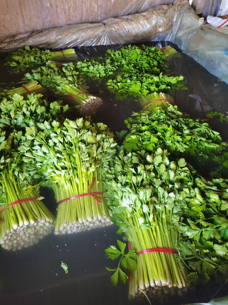 山东芹菜，玻璃翠芹菜小芹菜大量上市质量很好，代发全国各地