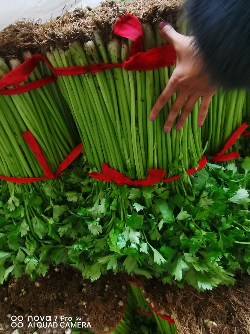 山东芹菜，玻璃翠芹菜小芹菜大量上市质量很好，代发全国各地