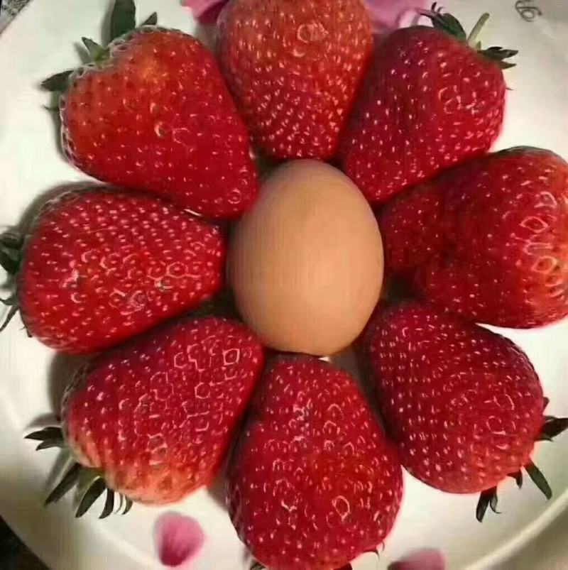 99草莓