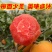 血橙重庆血橙精品血橙酸甜适口基地供应量大从优