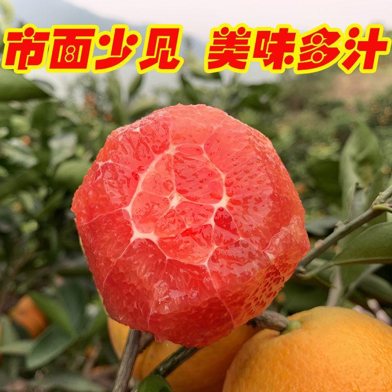 血橙重庆血橙精品血橙酸甜适口基地供应量大从优