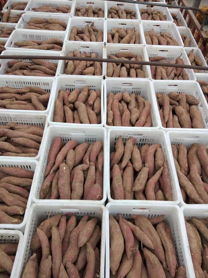 【西瓜红】精品西瓜红红薯大量上市现挖现发欢迎采购