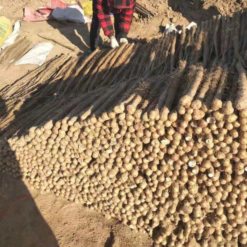精品白山药小白嘴山药产地种植面积达到上万亩