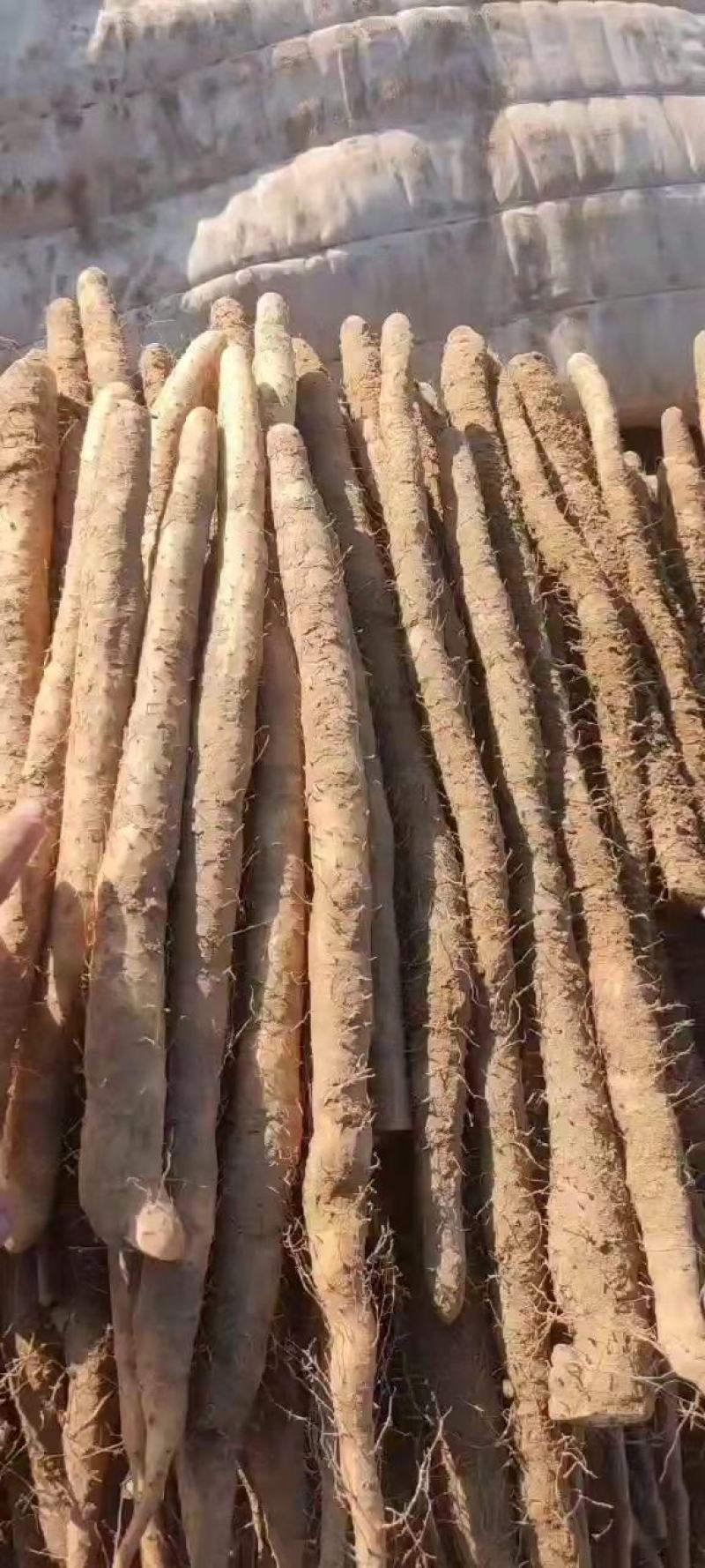 精品白山药小白嘴山药产地种植面积达到上万亩