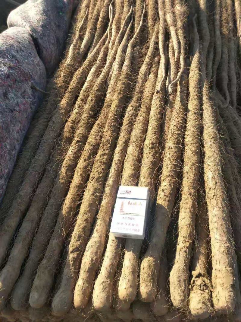 精品白山药小白嘴山药产地种植面积达到上万亩