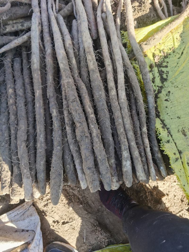 精品白山药小白嘴山药产地种植面积达到上万亩