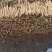 精品白山药小白嘴山药产地种植面积达到上万亩