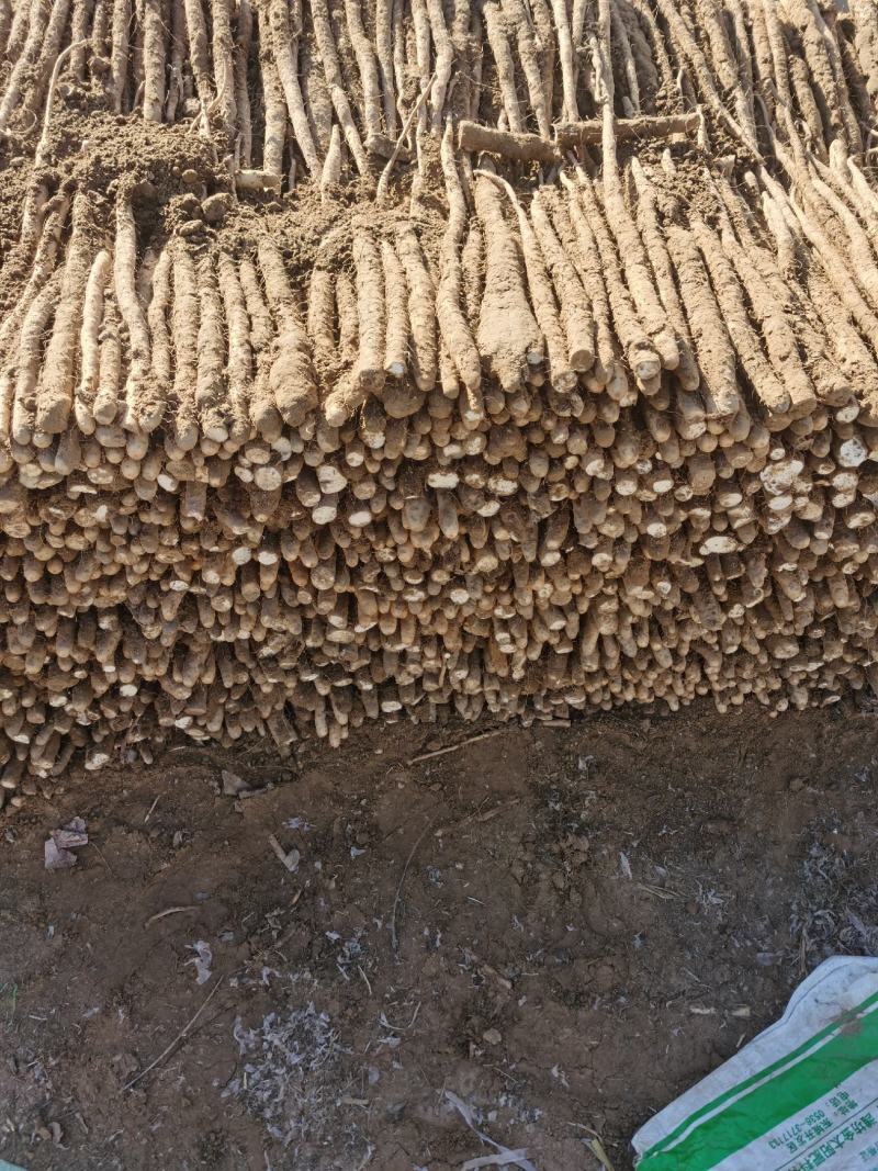精品白山药小白嘴山药产地种植面积达到上万亩