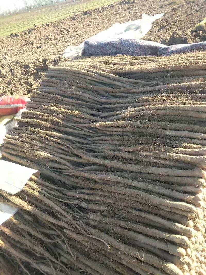 精品白山药小白嘴山药产地种植面积达到上万亩