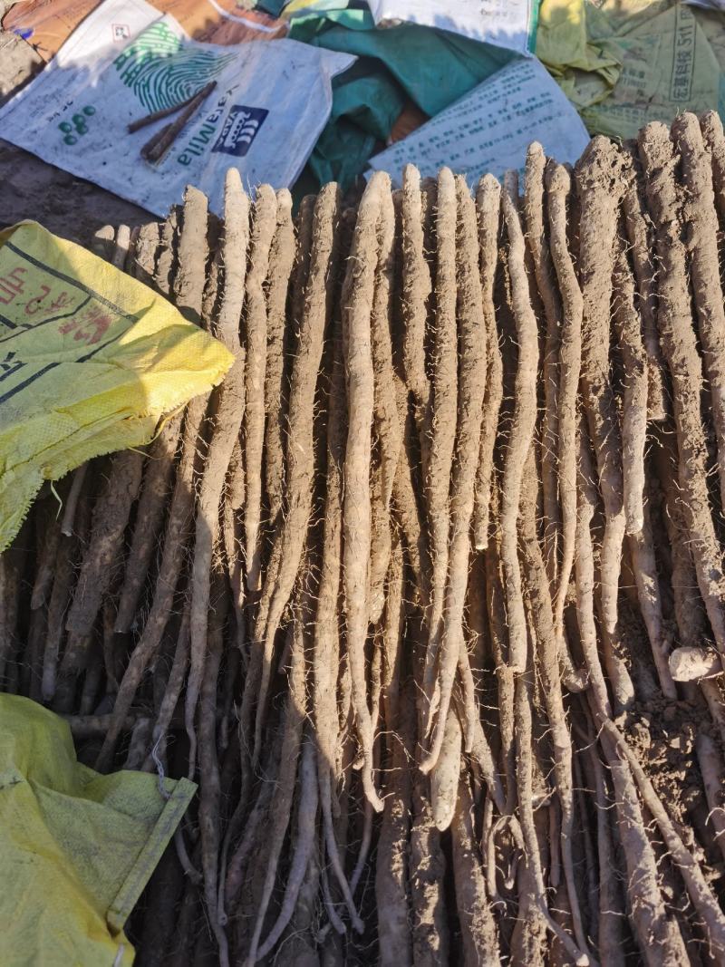 精品白山药小白嘴山药产地种植面积达到上万亩