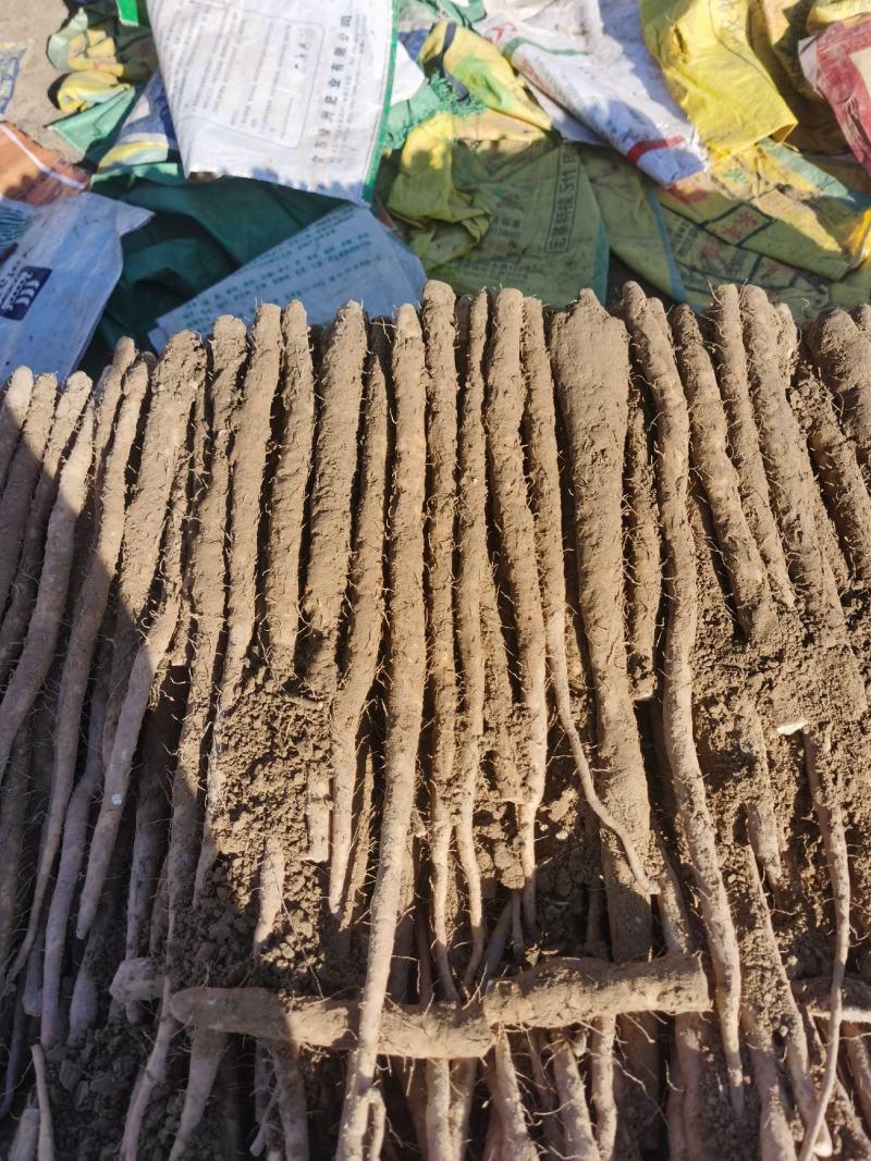 精品白山药小白嘴山药产地种植面积达到上万亩