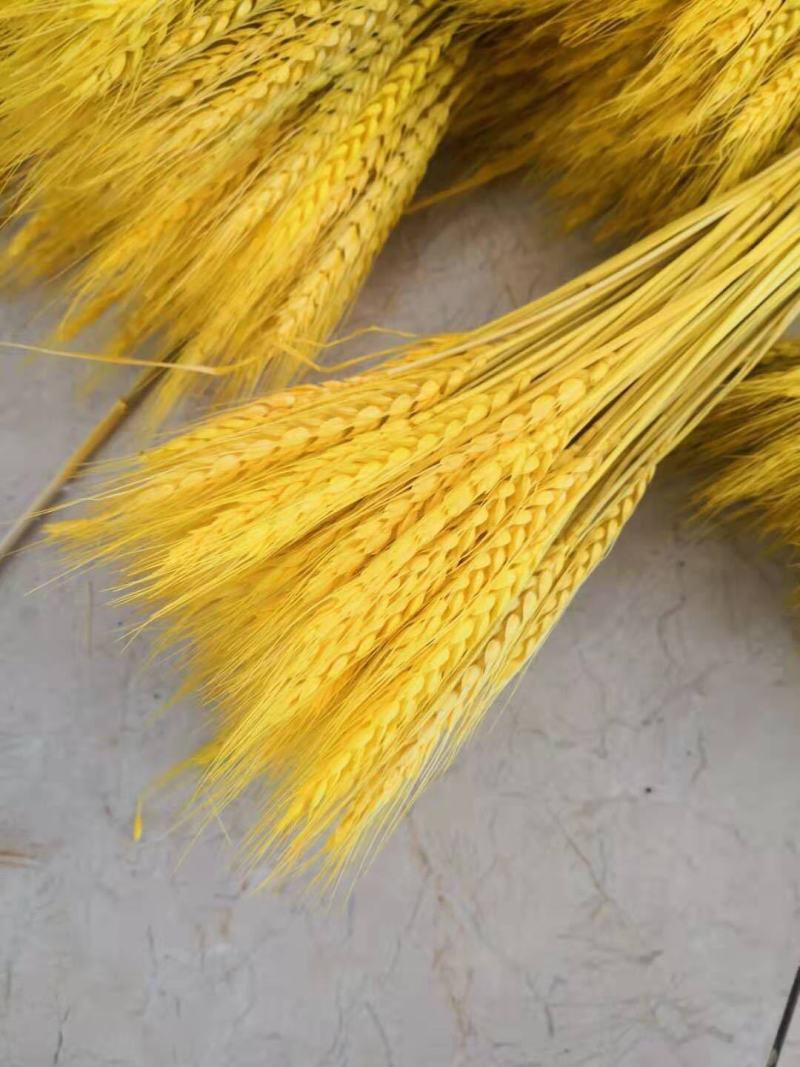干花大麦穗