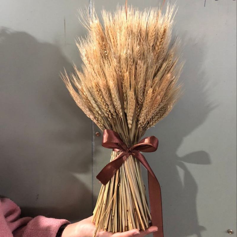 干花大麦穗