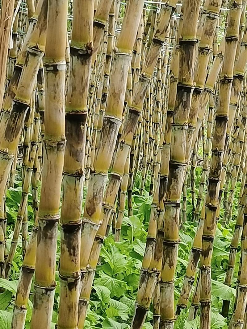 贵州甘蔗青皮甘蔗产地推销一手货源货量充足欢迎选购