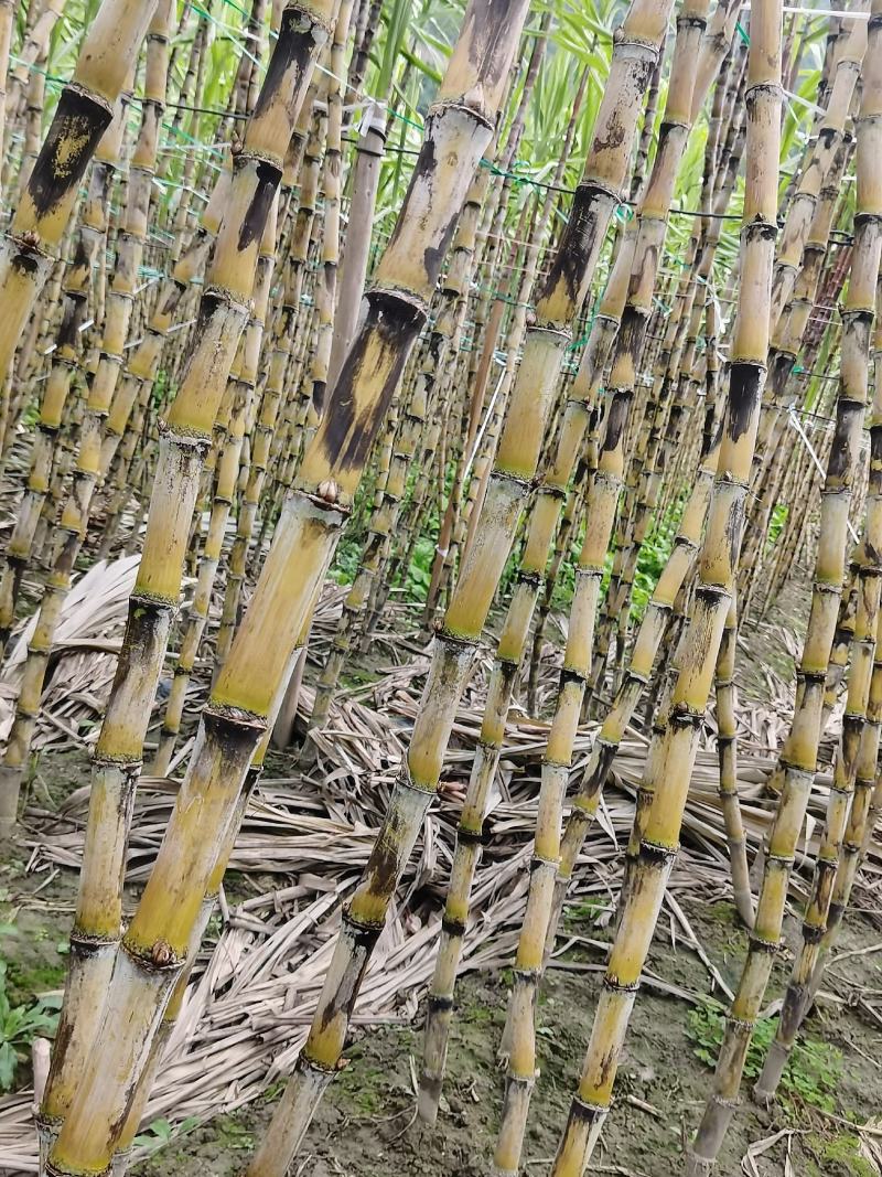 贵州甘蔗青皮甘蔗产地推销一手货源货量充足欢迎选购