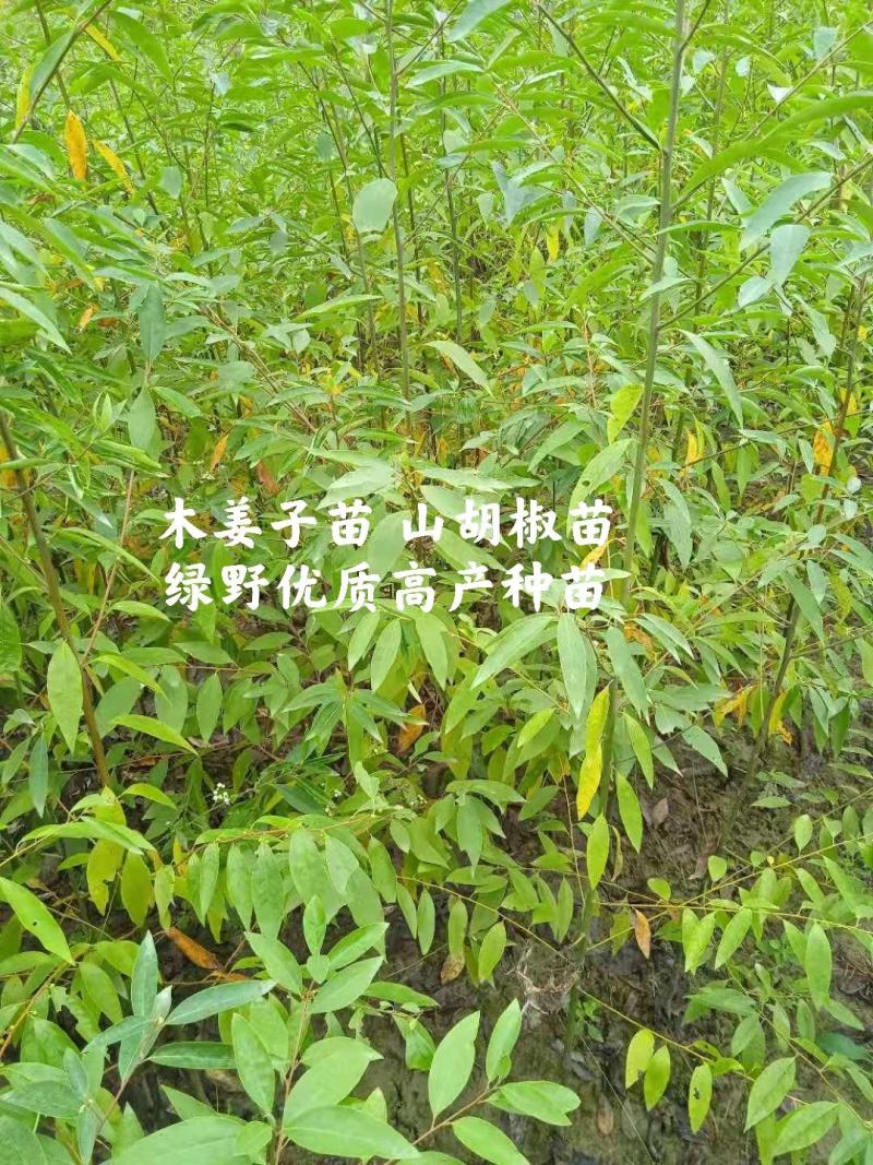 木姜子苗高产品种一手货源产地批发优质药材种苗顺丰包邮