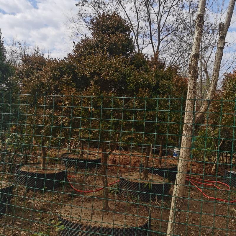 独杆瓜子黄杨宿迁沭阳无中间商赚差价有需要新老客户联系