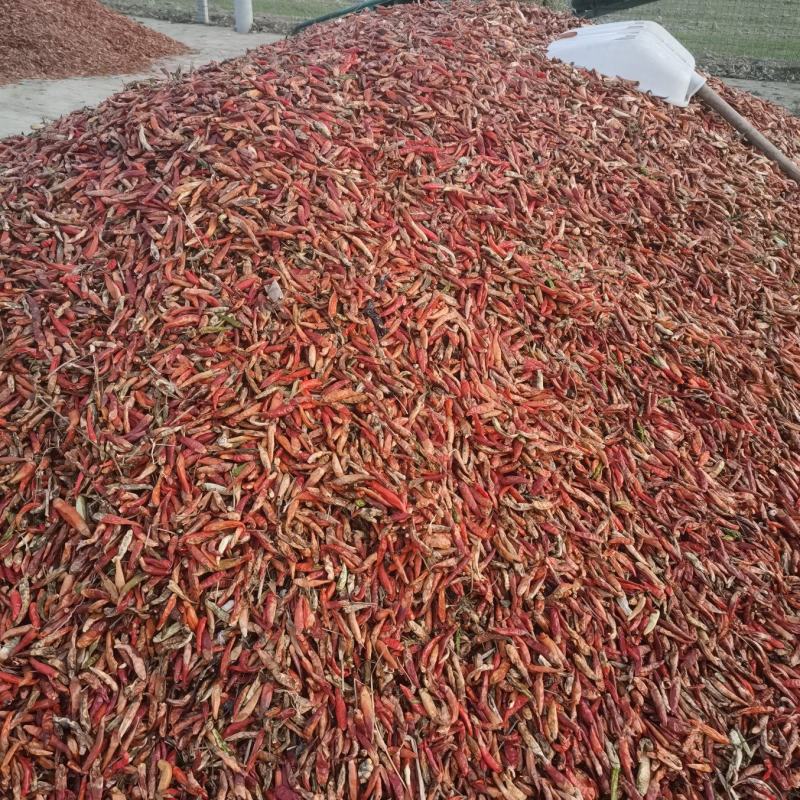 三樱八号下通花皮干辣椒量大货足保质保量大吨位供应
